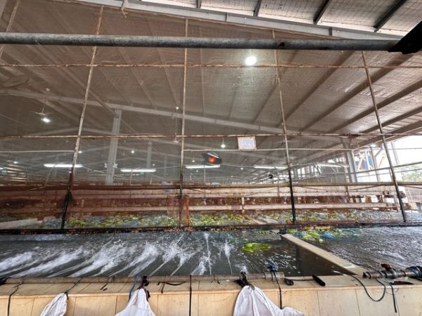 Cavendish Bananas Supplier in Vietnam